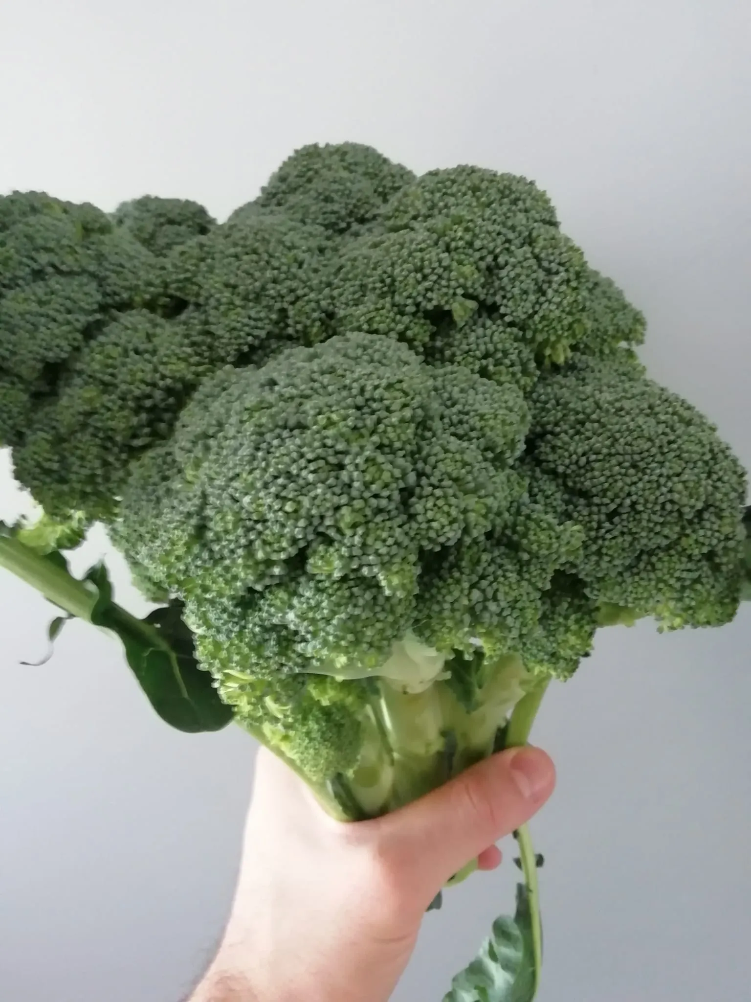 Broccoli bio